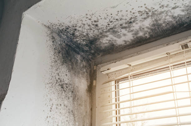 Mold Removal service in Concord